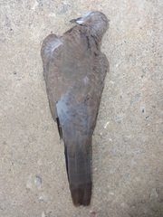 Streptopelia chinensis