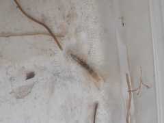 Upogebia affinis