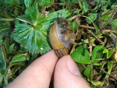 Bocourtia aequatoria