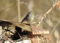 Phoenicurus ochruros