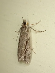 Eudonia bisinualis