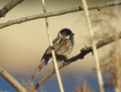 Emberiza schoeniclus