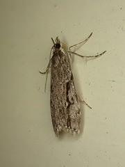 Eudonia bisinualis