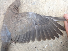 Streptopelia chinensis