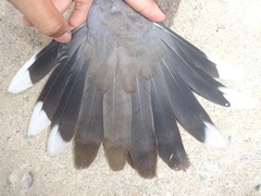 Streptopelia chinensis