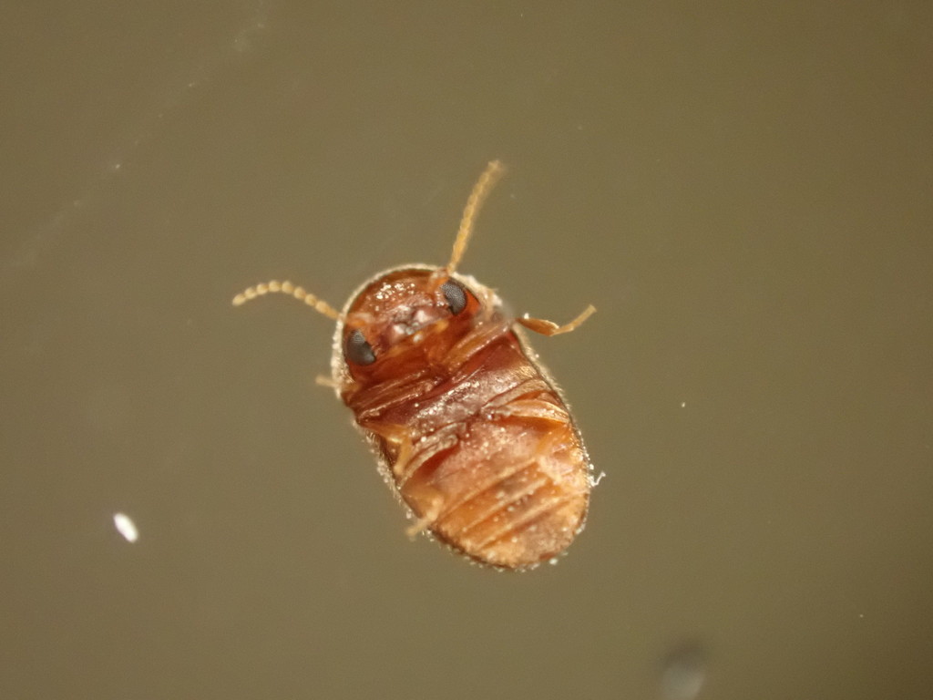 Bicho-do-fumo — foto 1