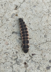 Nyctophila reichii