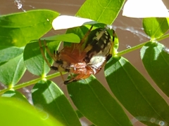 Araneus workmani