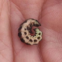 Nyctophila reichii