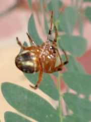 Araneus workmani