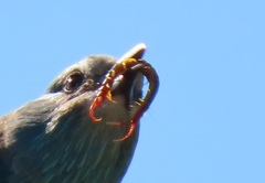 Scolopendra morsitans
