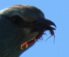Scolopendra morsitans