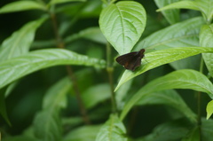 Miltomiges cinnamomea