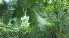 Quercus pubescens pubescens