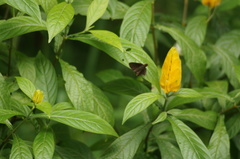 Miltomiges cinnamomea