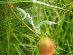Sphodromantis viridis