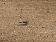 Streptopelia chinensis