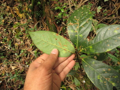 Persea mutisii
