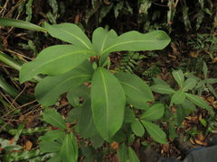 Cybianthus iteoides
