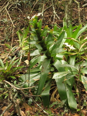 Guzmania squarrosa