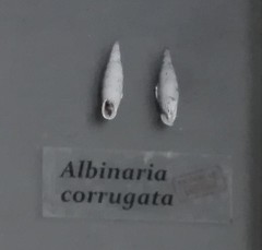 Albinaria corrugata