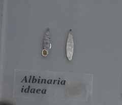 Albinaria idaea