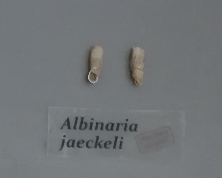 Albinaria jaeckeli