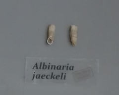 Albinaria jaeckeli