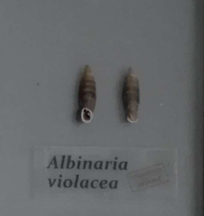 Violet White-Door-Snail