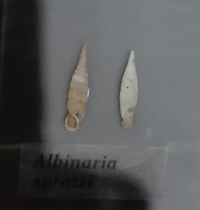 Albinaria spratti