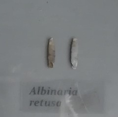Albinaria retusa