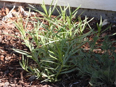 Asclepias fascicularis