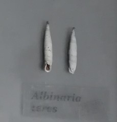 Albinaria teres