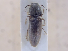 Athous haemorrhoidalis