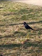 Corvus frugilegus