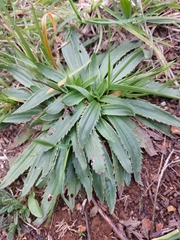 Plantago serraria
