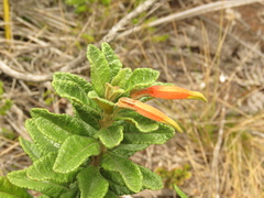 Siphocampylus columnae