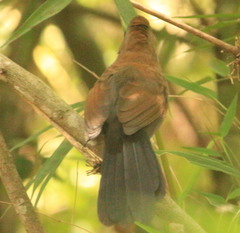 Pyriglena leucoptera