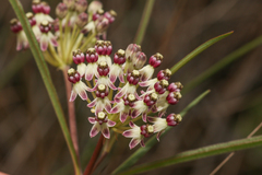 Asclepias longifolia image
