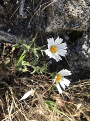 Layia pentachaeta albida