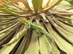 Stenocercus trachycephalus