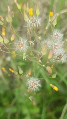 Asteraceae