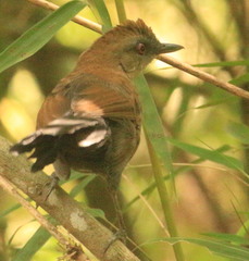 Pyriglena leucoptera