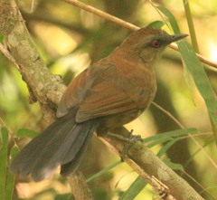 Pyriglena leucoptera