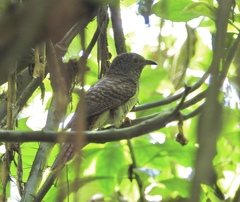 Cacomantis variolosus sepulcralis