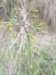 Asteraceae