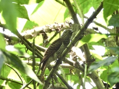 Cacomantis variolosus sepulcralis