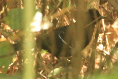 Pyriglena leucoptera