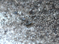 Ceratophyllus gallinae