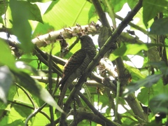 Cacomantis variolosus sepulcralis